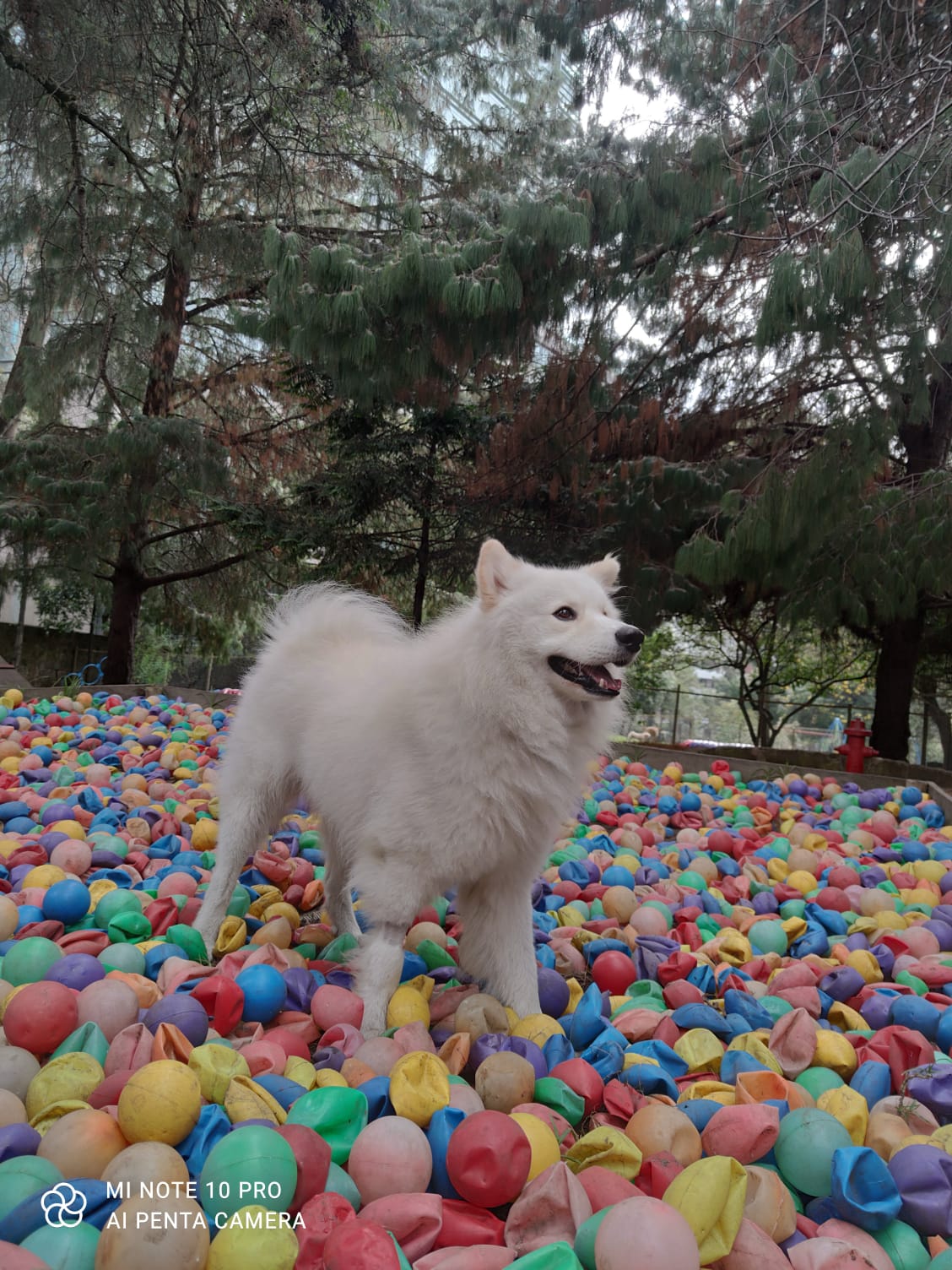 Adiestramiento canino