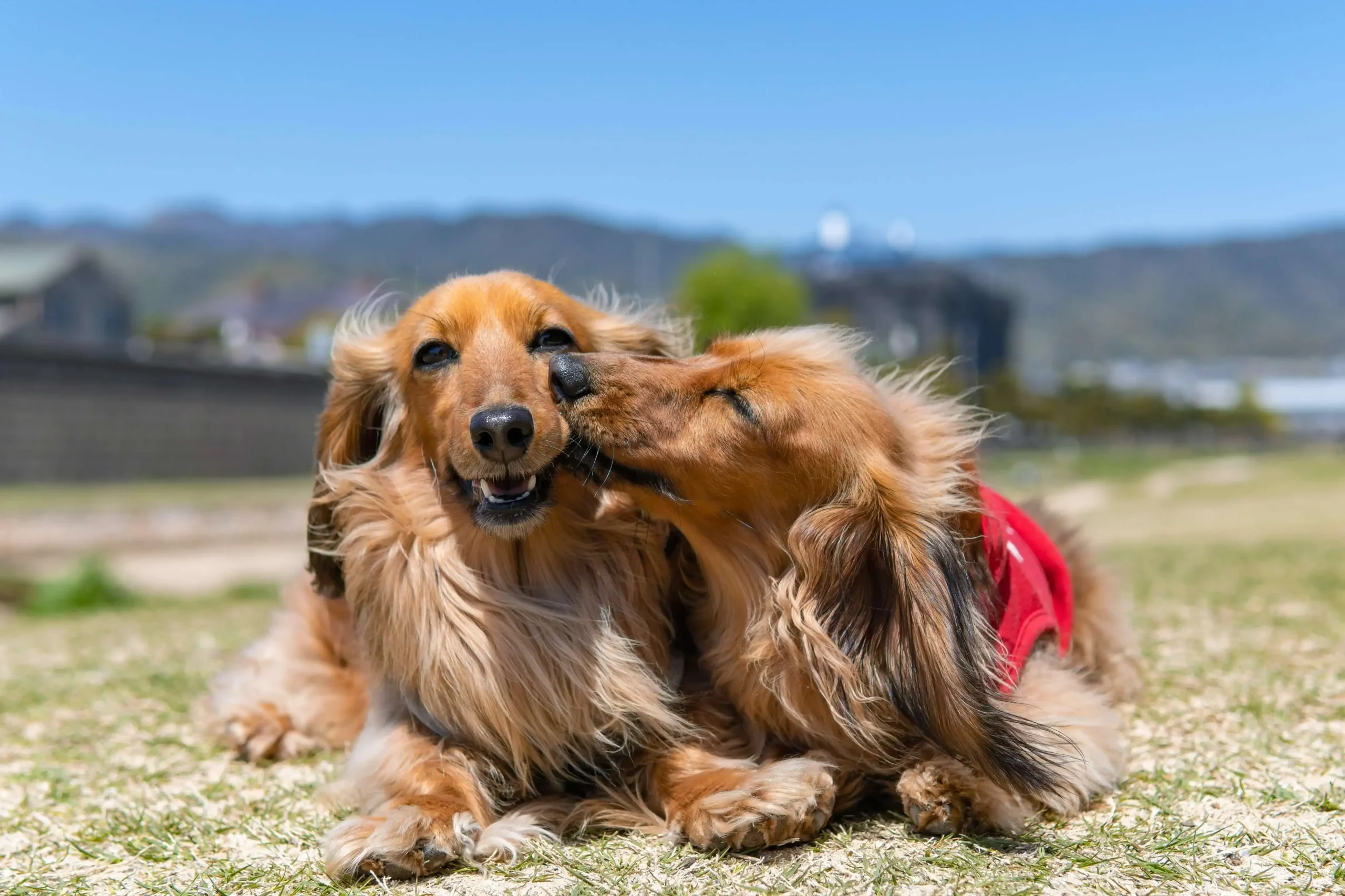 evitar caida de pelo en perros